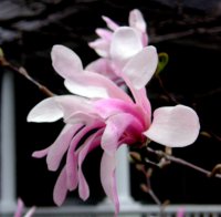 pink magnolia blossom