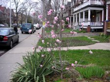 Star Magnolia bush