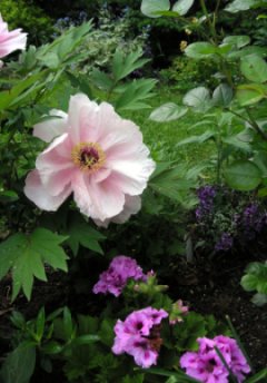 peony blossom