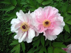 pink tree peonie blossoms