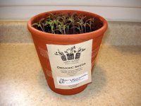 tomato seedlings