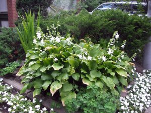 flowering hosta