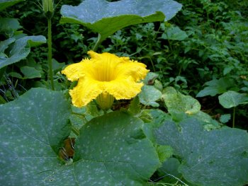 squash flower