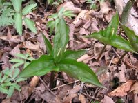 trillium flower