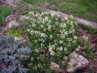 white spring blossoms