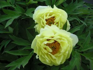 yellow tree peony blossoms