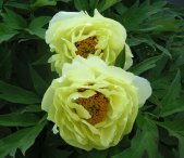 yellow tree peony blossoms